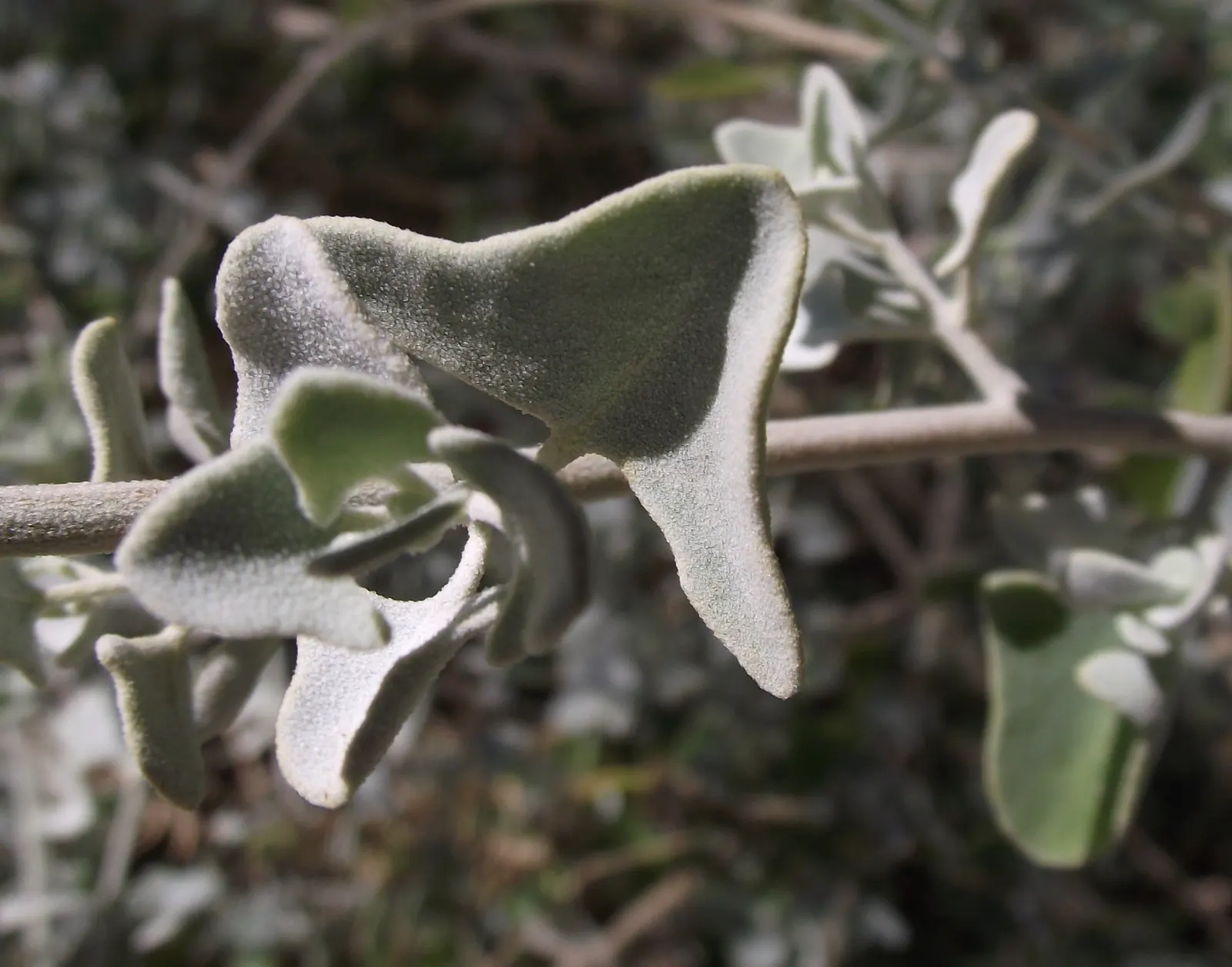 Quail Bush (Atriplex Lentiformis) — shrub for full or half