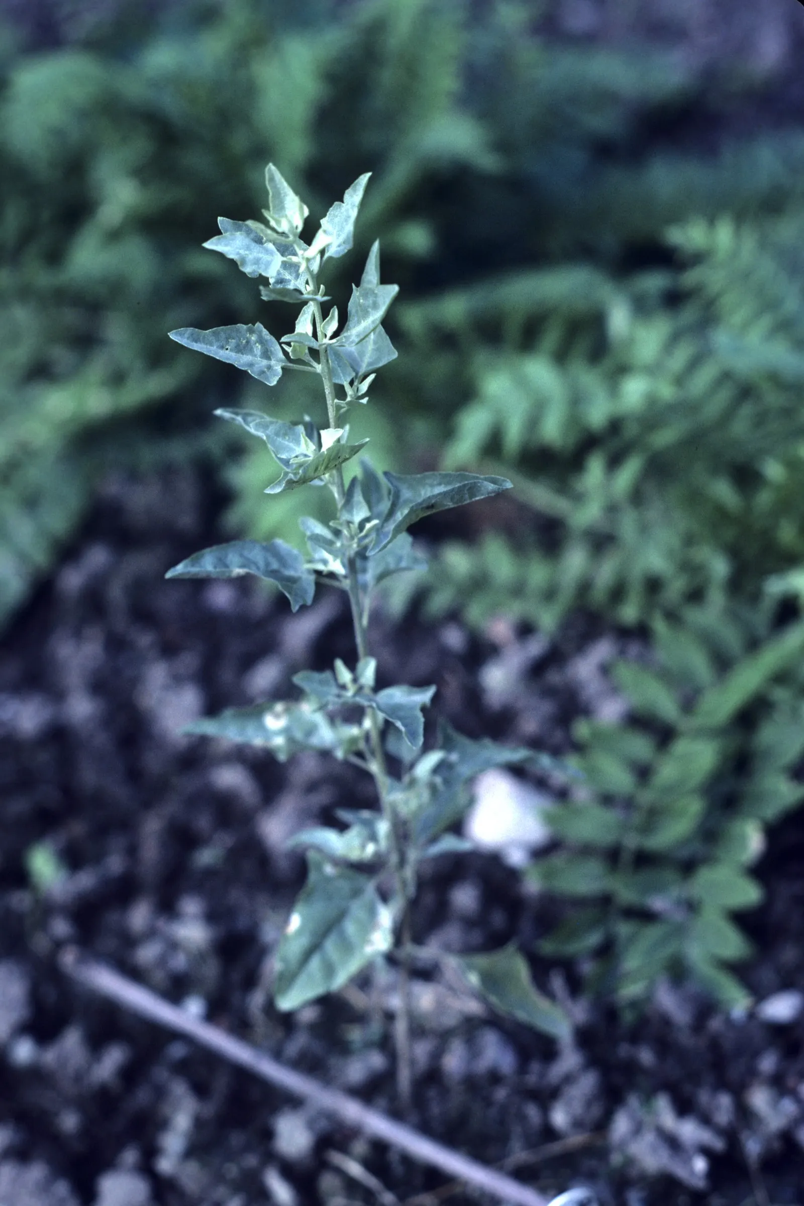 Quail Bush (Atriplex Lentiformis) — thrives in arid conditions