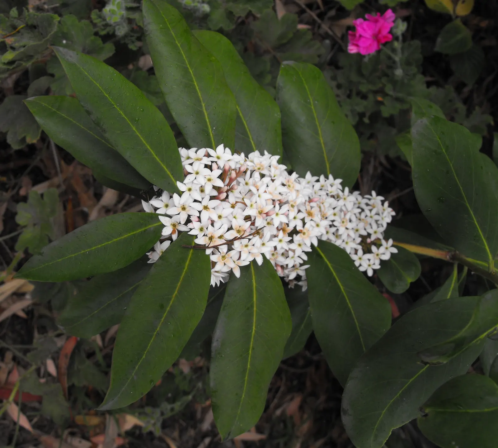 Quail Bush (Atriplex Lentiformis) — inconspicuous clusters that blend into the foliage