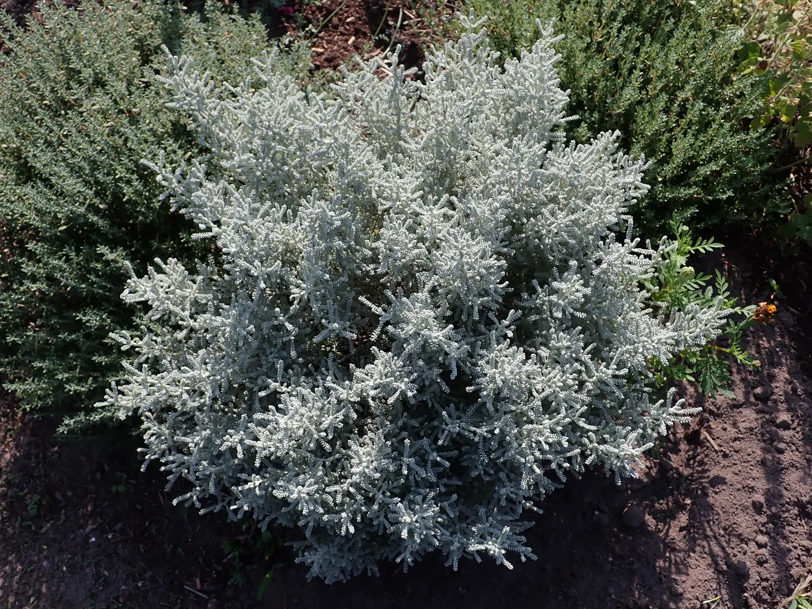 Gray Lavender Cotton (Santolina Chamaecyparissus) — Prune to maintain shape and encourage bushy growth