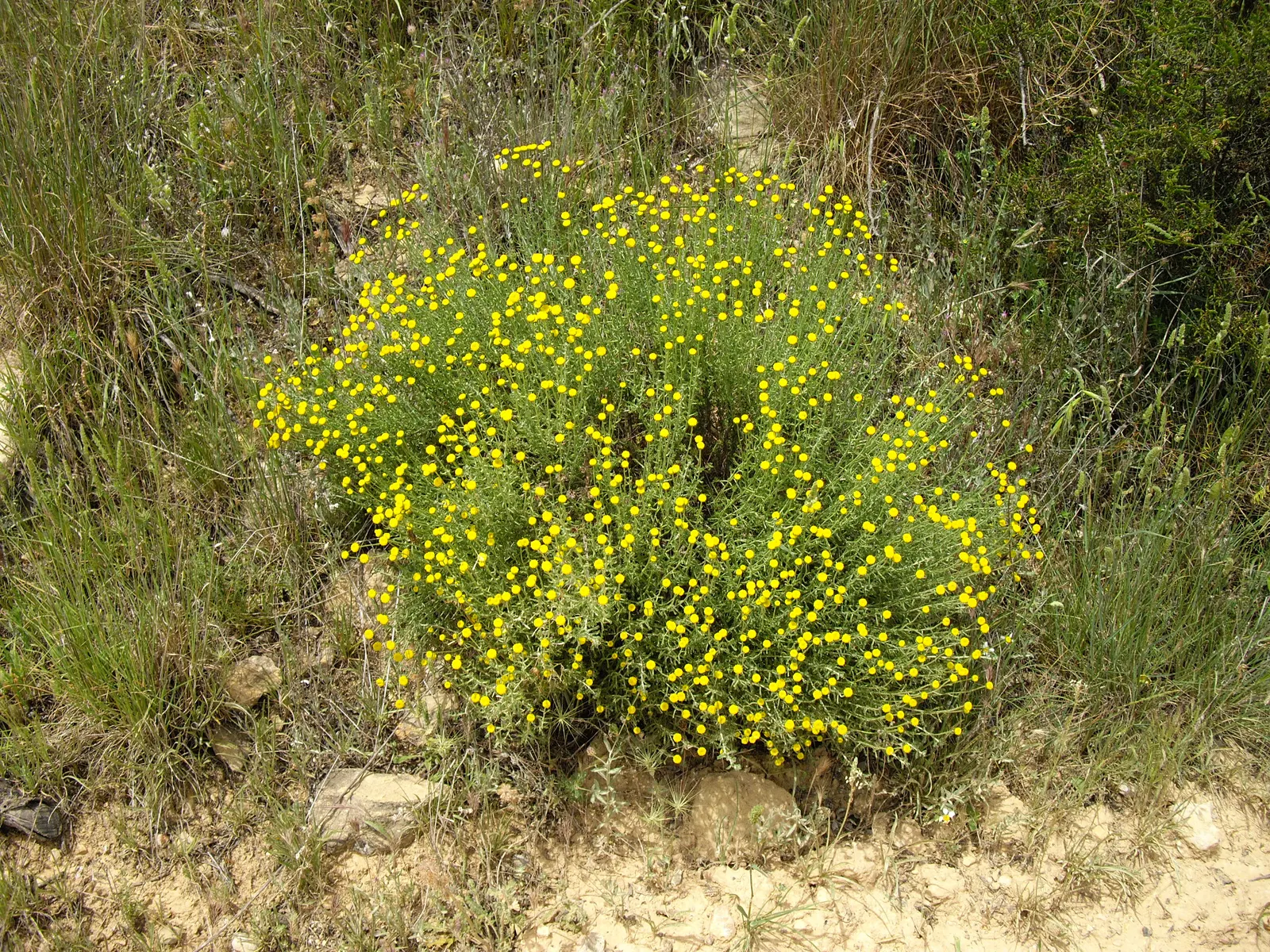 Gray Lavender Cotton (Santolina Chamaecyparissus) — commonly referred to as Gray Lavender Cotton
