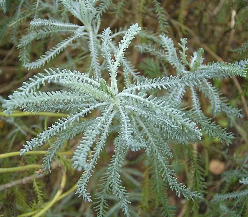 Gray Lavender Cotton (Santolina Chamaecyparissus) — it thrives in USDA hardiness zones 6 through 9; button-like yellow flowers on erect stems that rise just