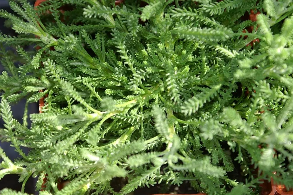 Gray Lavender Cotton (Santolina Chamaecyparissus) — with leaves that are linear, image 44