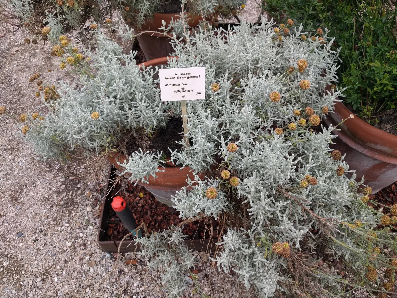 Gray Lavender Cotton (Santolina Chamaecyparissus) — is an evergreen dwarf shrub celebrated for its silvery-gray; stress the plant's low water needs, image 66
