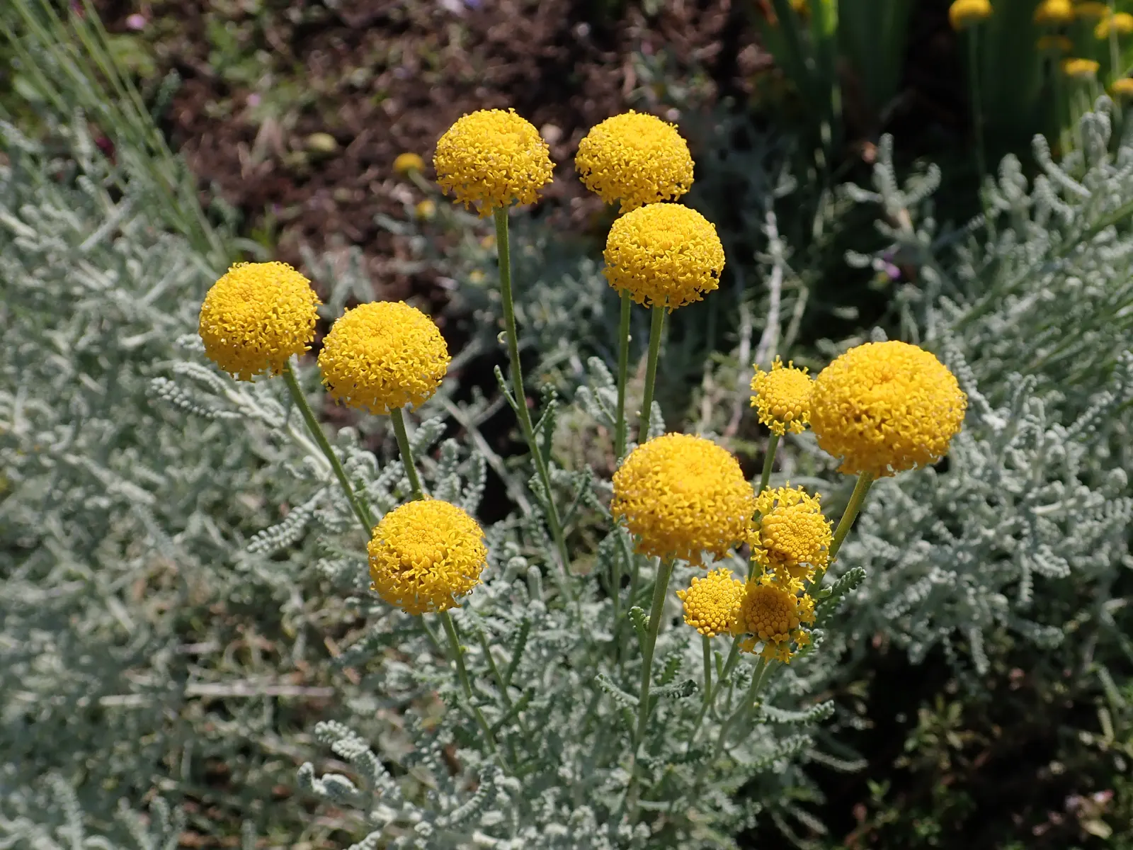 Gray Lavender Cotton (Santolina Chamaecyparissus) — ground cover / shrub for full or half