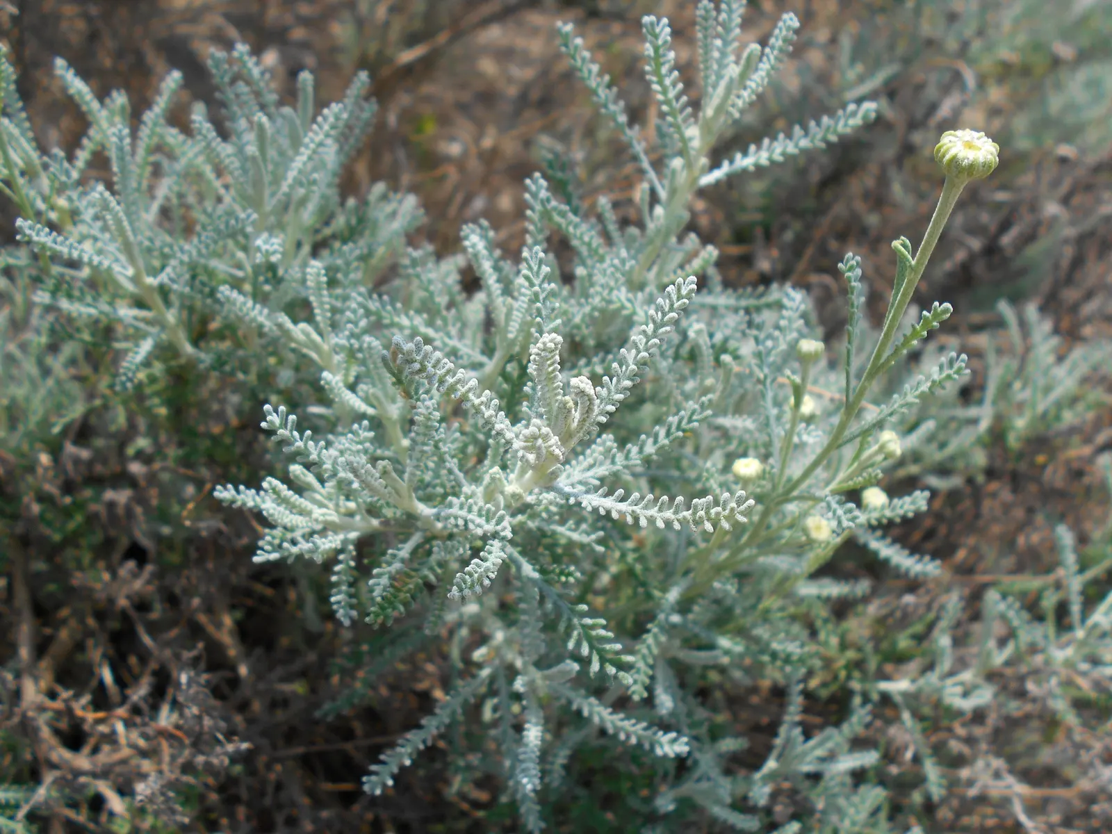 Gray Lavender Cotton (Santolina Chamaecyparissus) — Prune to maintain shape and encourage bushy growth; a member of the Asteraceae family, image 64
