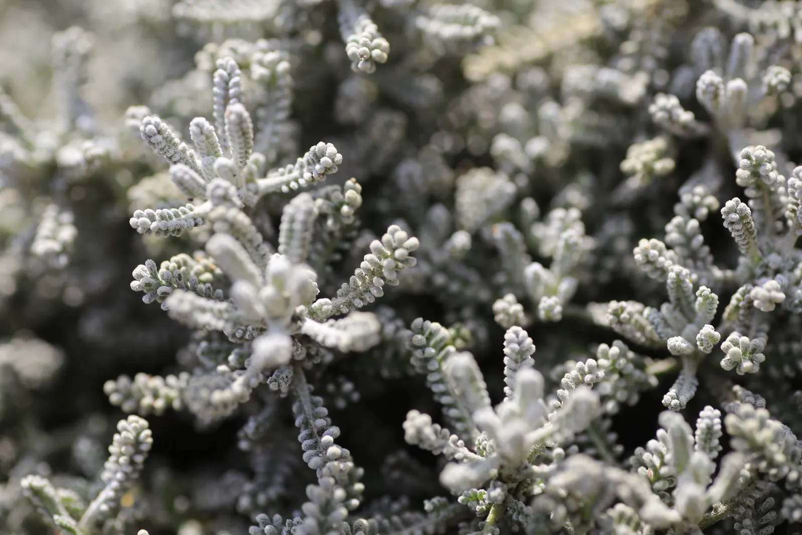 Gray Lavender Cotton (Santolina Chamaecyparissus) — A member of the Asteraceae family