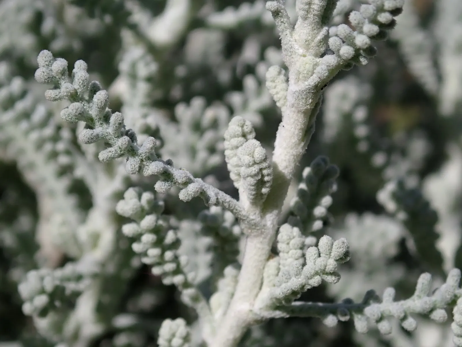 Gray Lavender Cotton (Santolina Chamaecyparissus) — A member of the Asteraceae family; which brings a striking contrast to any garden setting