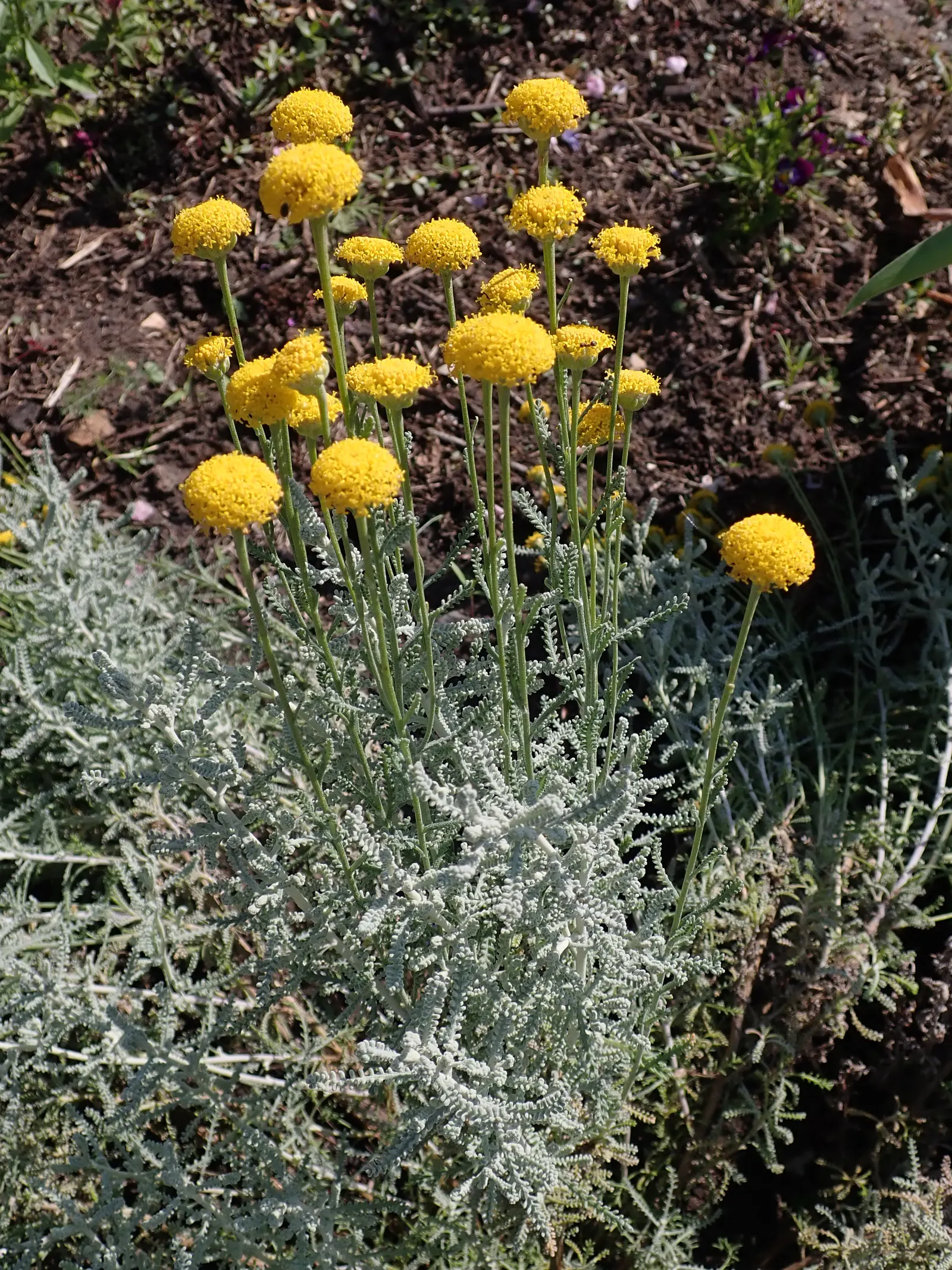 Gray Lavender Cotton (Santolina Chamaecyparissus) — ground cover / shrub with yellow blooms