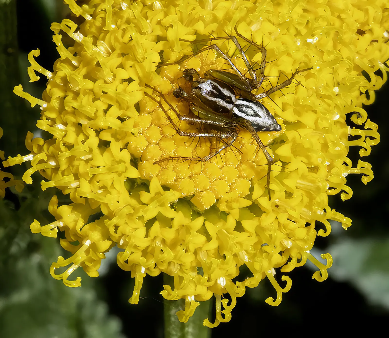 Gray Lavender Cotton (Santolina Chamaecyparissus) — its role in pollinator attraction; yellow flowers in the garden