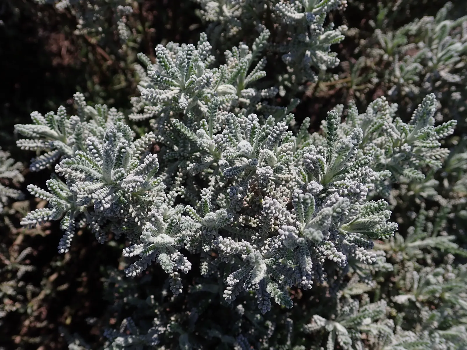 Gray Lavender Cotton (Santolina Chamaecyparissus) — ground cover / shrub for full or half; and its aromatic contribution to their garden's sensory appeal