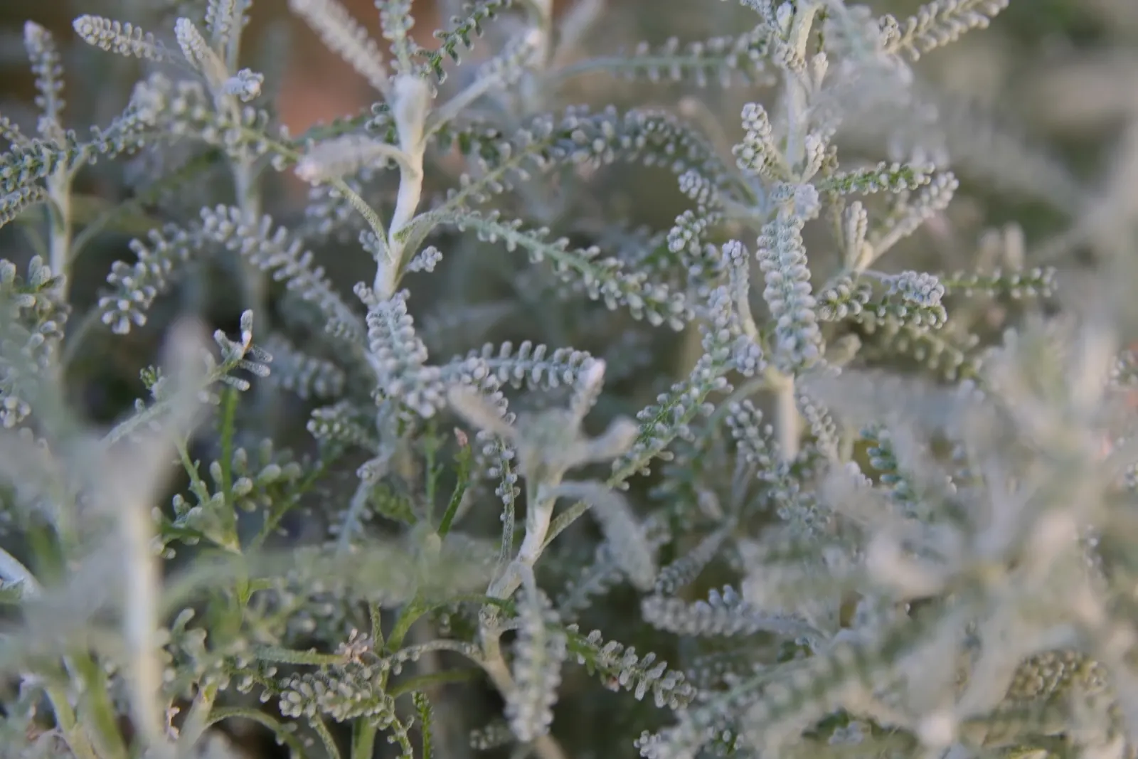 Gray Lavender Cotton (Santolina Chamaecyparissus) — commonly referred to as Gray Lavender Cotton; providing a seasonal display of color