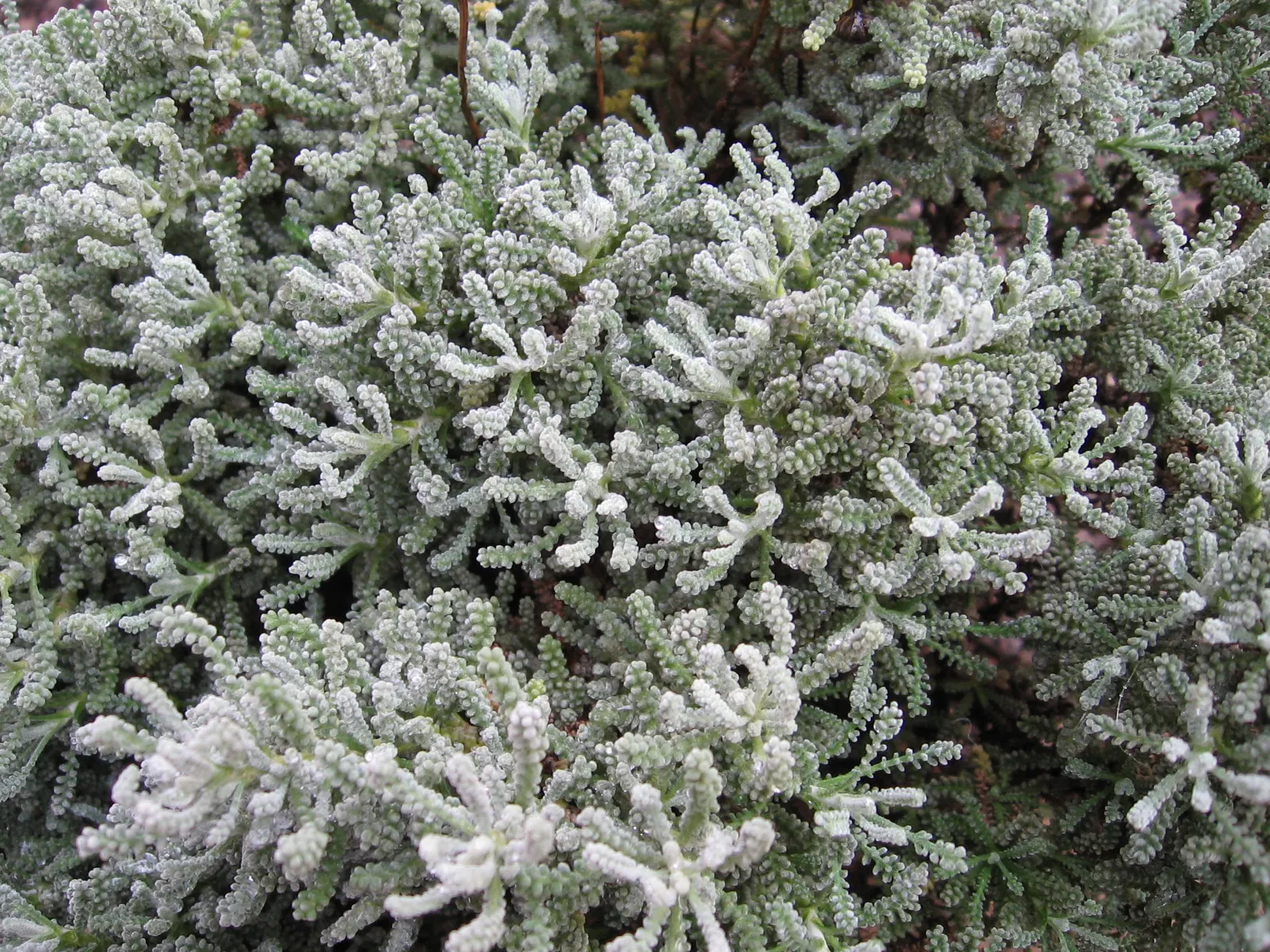 Gray Lavender Cotton (Santolina Chamaecyparissus) — Thrives in USDA zones 6-9, preferring full sun and well-draining soil; its role in pollinator, image 62