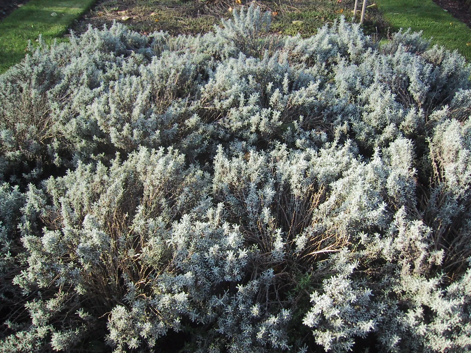 Gray Lavender Cotton (Santolina Chamaecyparissus) — this perennial plant demands a sunny position with well-draining soil