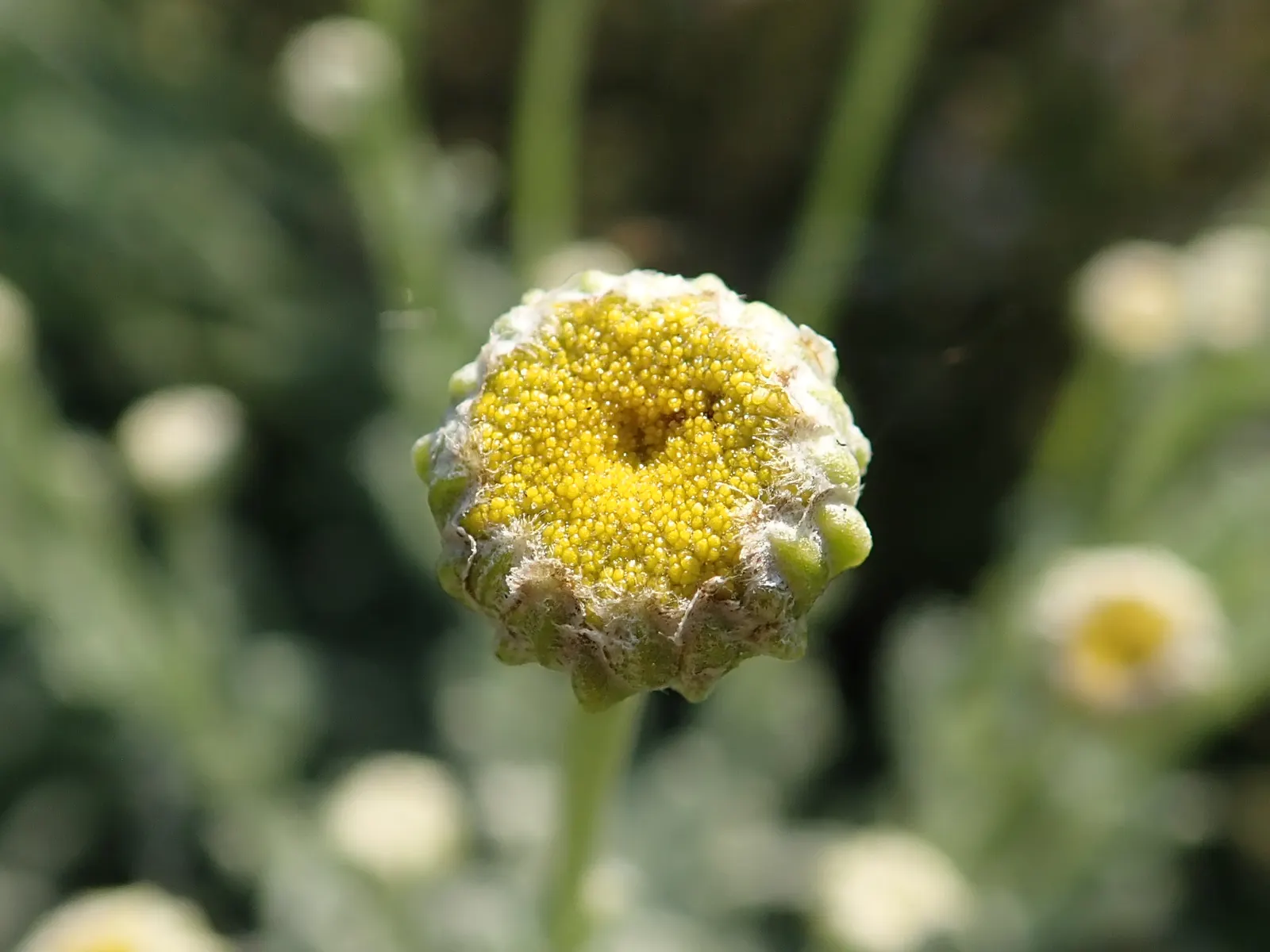 Gray Lavender Cotton (Santolina Chamaecyparissus) — which brings a striking contrast to any garden setting; grows 18-24 inches tall and wide, with, image 67