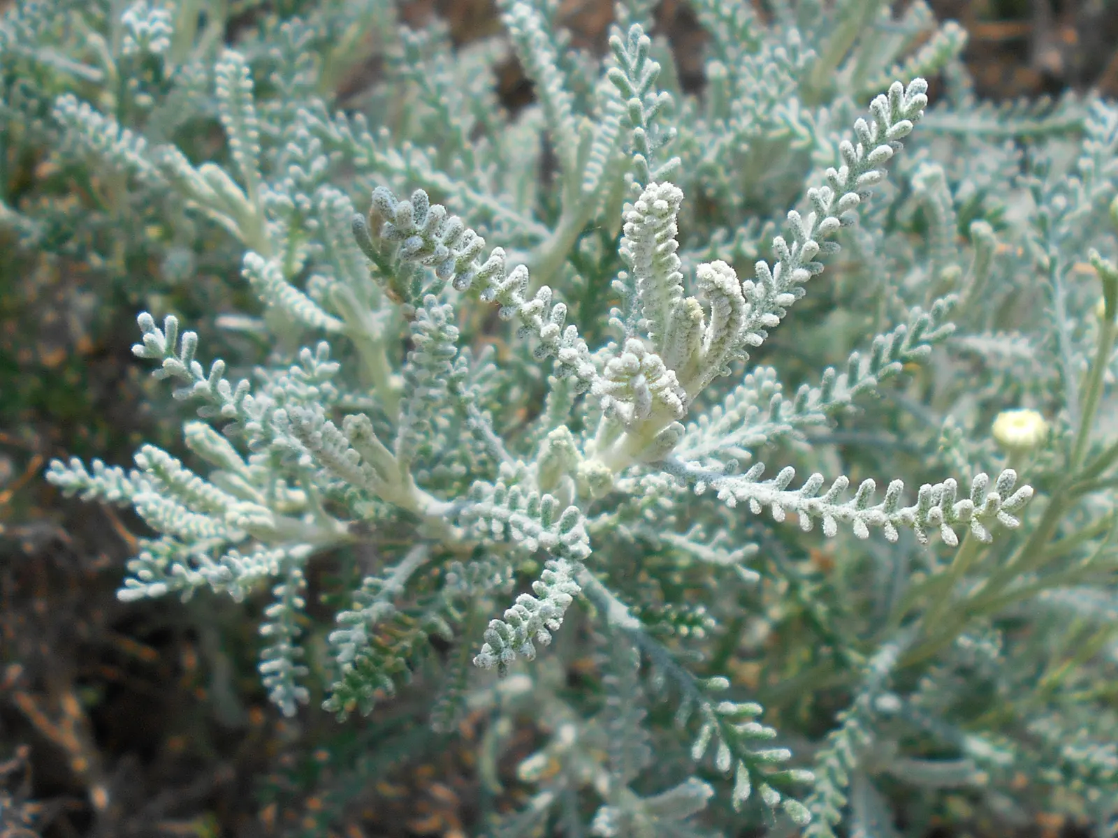 Gray Lavender Cotton (Santolina Chamaecyparissus) — Gray Lavender Cotton (Santolina chamaecyparissus) is an aromatic evergreen subshrub; thrives in USDA zones