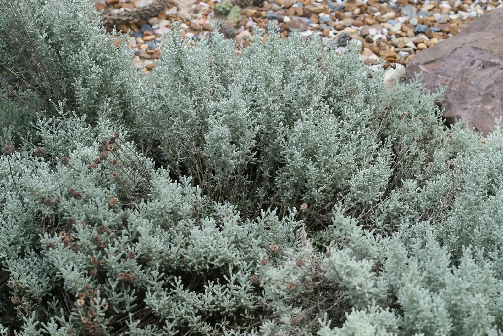 Gray Lavender Cotton (Santolina Chamaecyparissus) — Ideal for borders, rock gardens, and drought-tolerant landscapes; yellow button-like flowers emerge in
