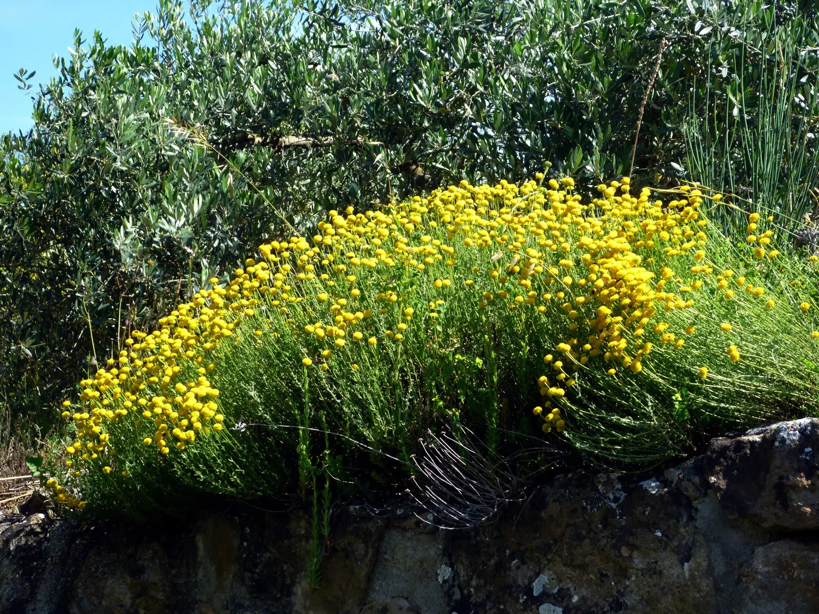 Gray Lavender Cotton (Santolina Chamaecyparissus) — Yellow button-like flowers emerge in summer, reaching up to 30 inches; these flowers can be, image 61