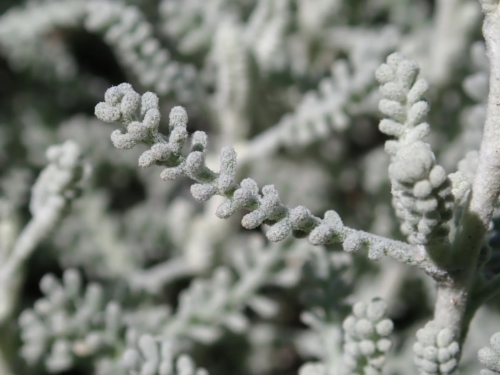 Gray Lavender Cotton (Santolina Chamaecyparissus) — which brings a striking contrast to any garden setting; grows 18-24 inches tall and wide, with a dense