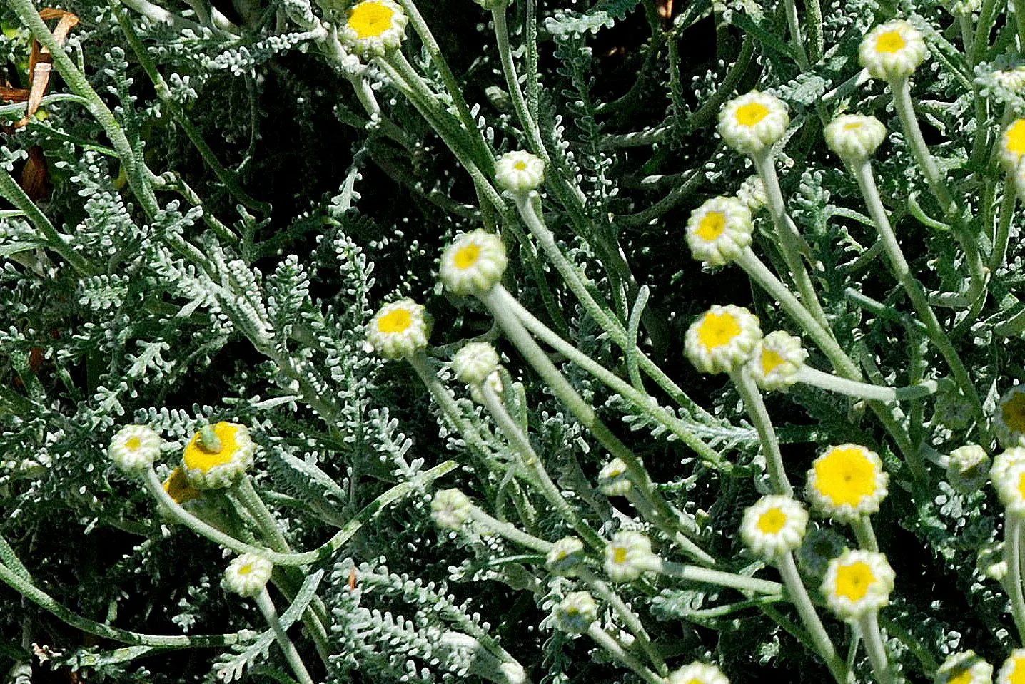 Gray Lavender Cotton (Santolina Chamaecyparissus) — Prune to maintain shape and encourage bushy growth; a member of the Asteraceae family