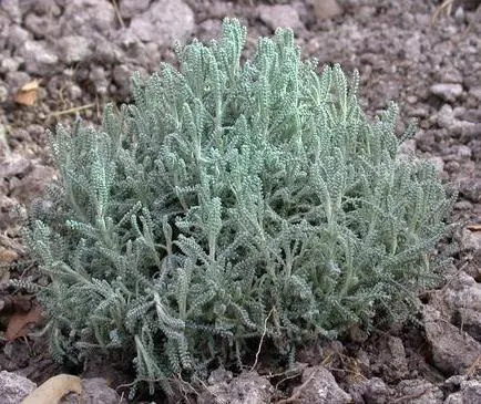 Gray Lavender Cotton (Santolina Chamaecyparissus) — These flowers can be left to encourage pollinators or trimmed to maintain a neat
