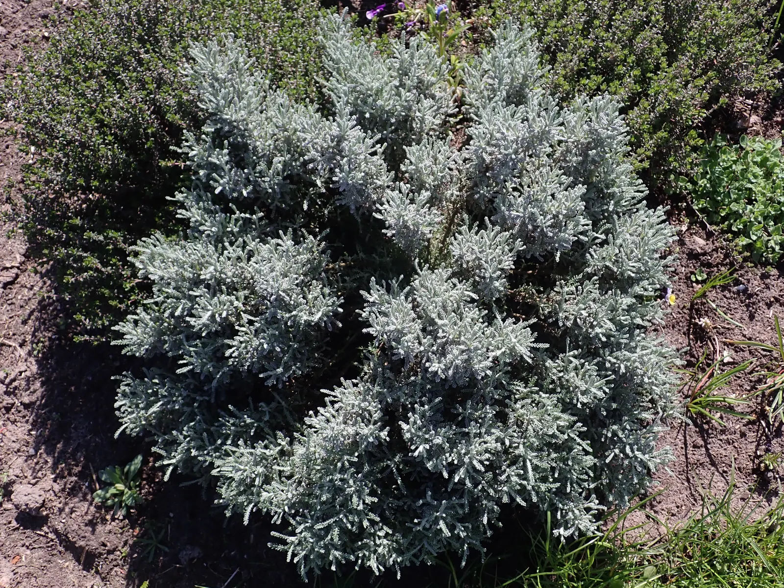 Gray Lavender Cotton (Santolina Chamaecyparissus) — Grows 18-24 inches tall and wide, with a dense, mounded habit; it thrives in USDA hardiness, image 60