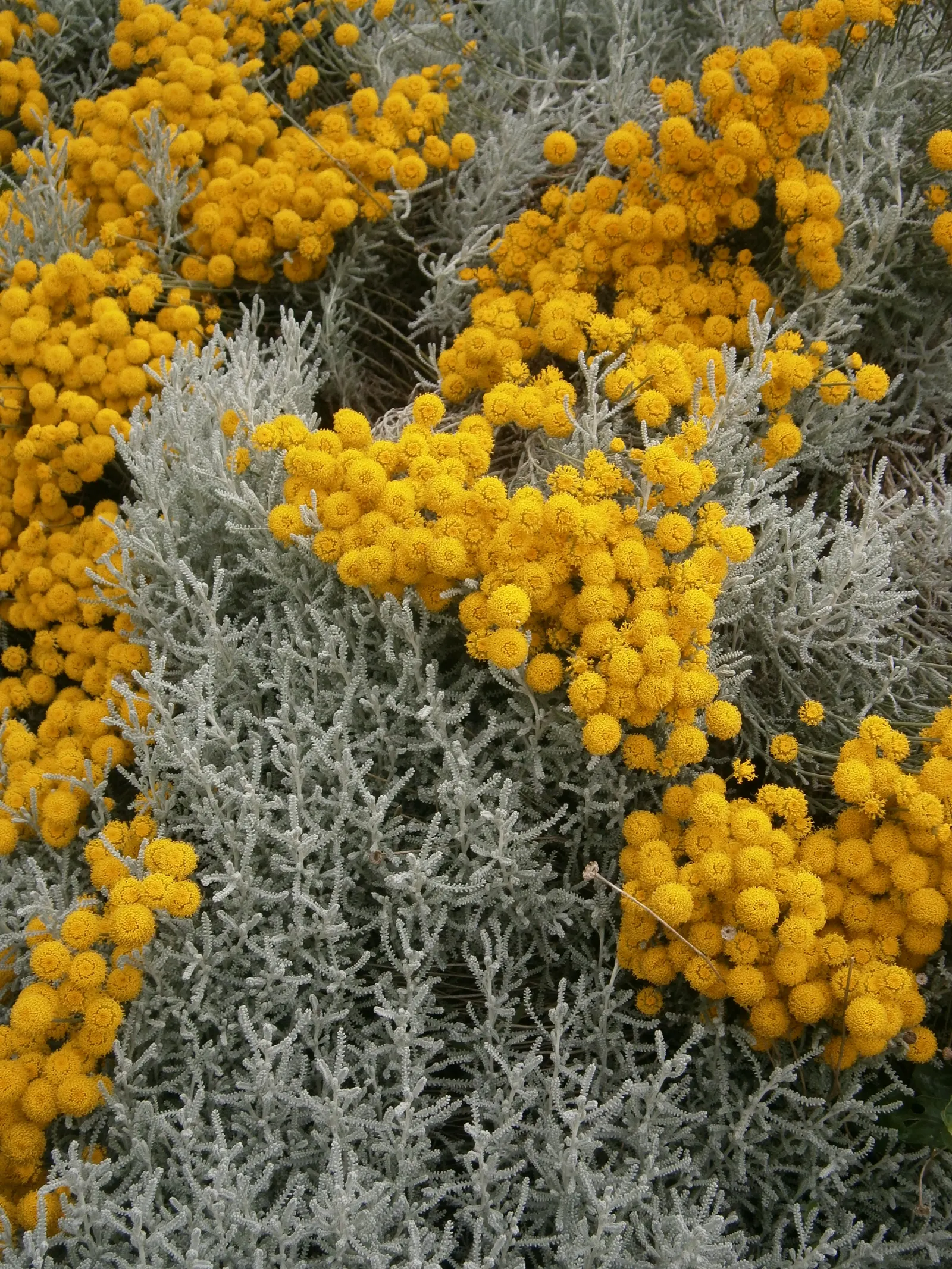 Gray Lavender Cotton (Santolina Chamaecyparissus) — Ideal for borders, rock gardens, and drought-tolerant landscapes; yellow button-like flowers, image 63