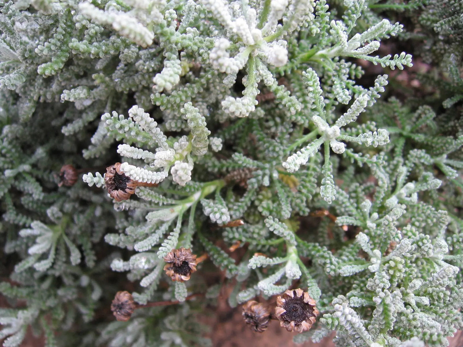 Gray Lavender Cotton (Santolina Chamaecyparissus) — ground cover / shrub with yellow blooms; mounded shape.<br><br>Gray Lavender Cotton requires minimal