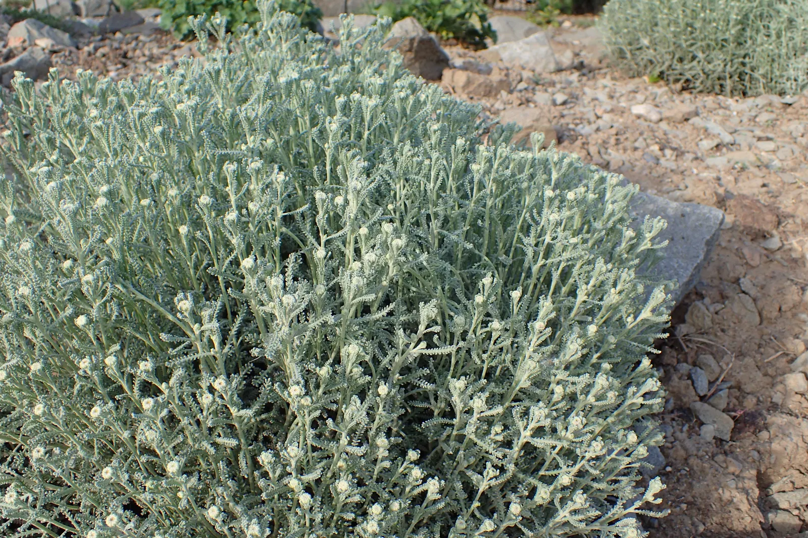 Gray Lavender Cotton (Santolina Chamaecyparissus) — yellow flowers in the garden; this perennial plant demands a sunny position with well-draining soil