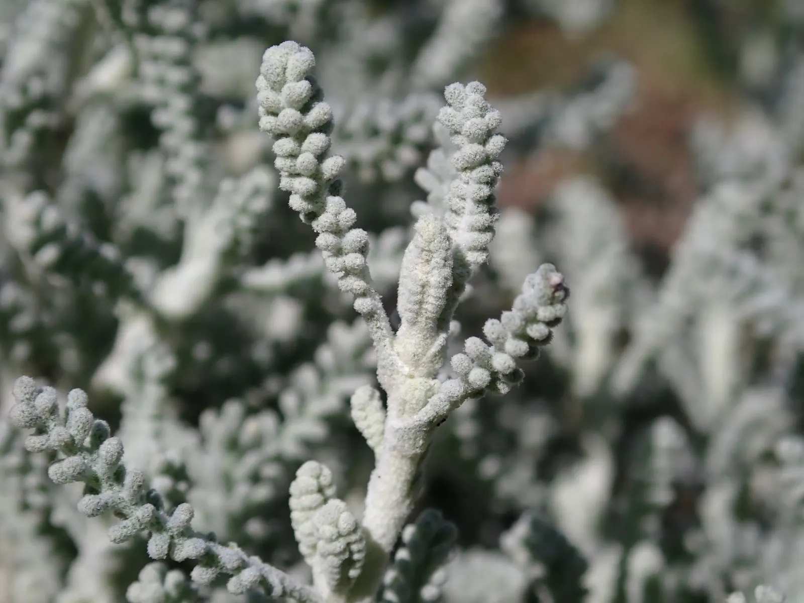 Gray Lavender Cotton (Santolina Chamaecyparissus) — mounded shape.<br><br>Gray Lavender Cotton requires minimal maintenance