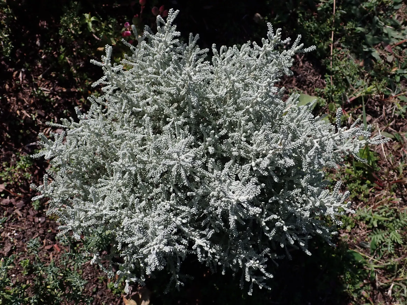 Gray Lavender Cotton (Santolina Chamaecyparissus) — is an evergreen dwarf shrub celebrated for its silvery-gray; stress the plant's low water needs