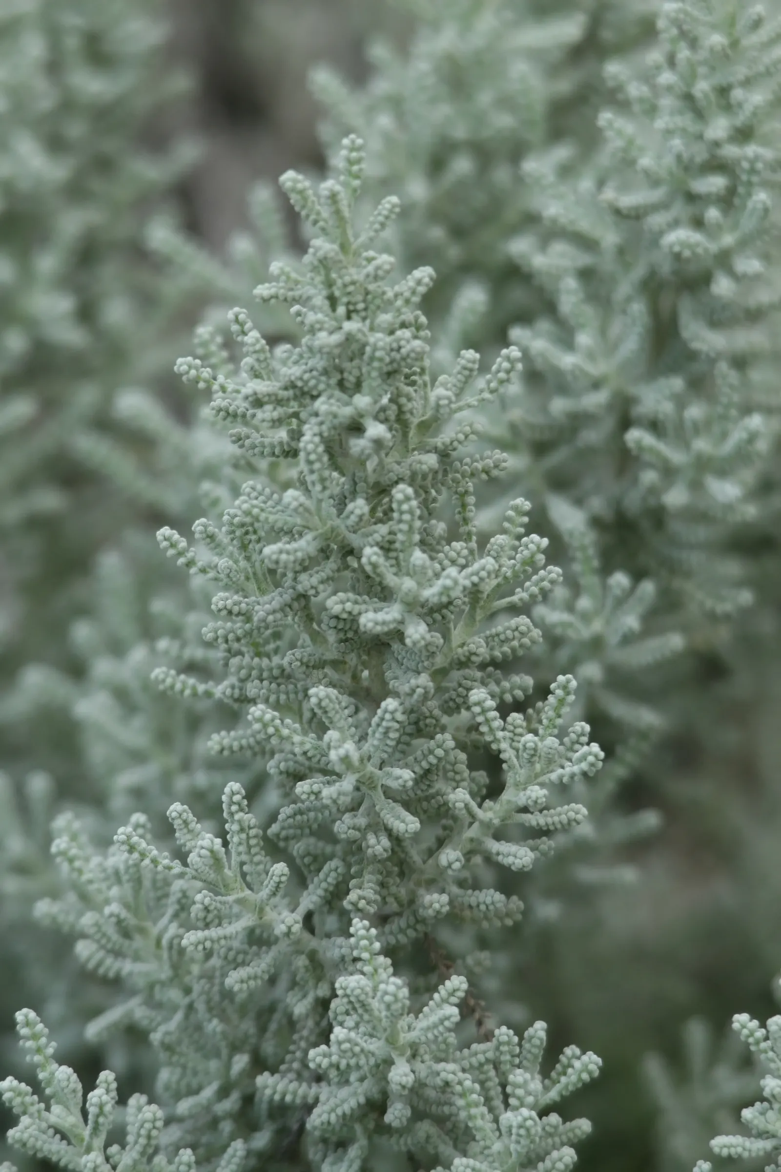 Gray Lavender Cotton (Santolina Chamaecyparissus) — and its aromatic contribution to their garden's sensory appeal