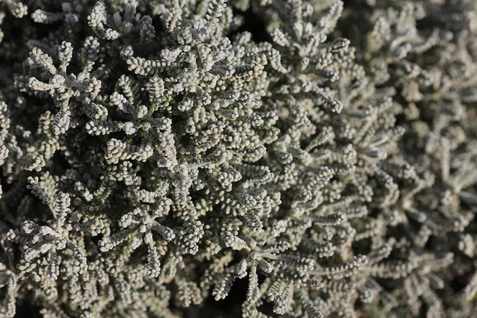 Gray Lavender Cotton (Santolina Chamaecyparissus) — with leaves that are linear