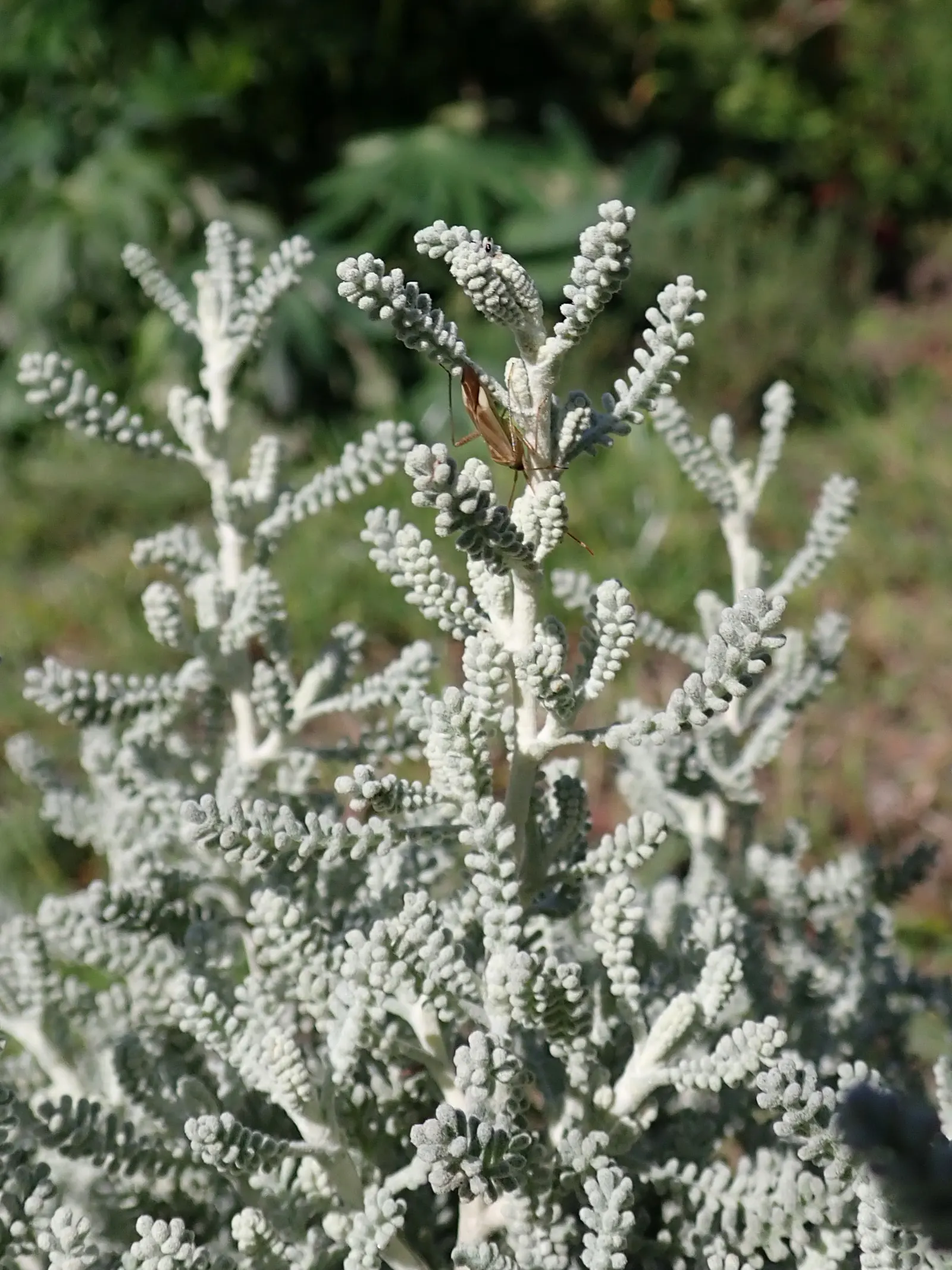 Gray Lavender Cotton (Santolina Chamaecyparissus) — commonly referred to as Gray Lavender Cotton; providing a seasonal display of color, image 65