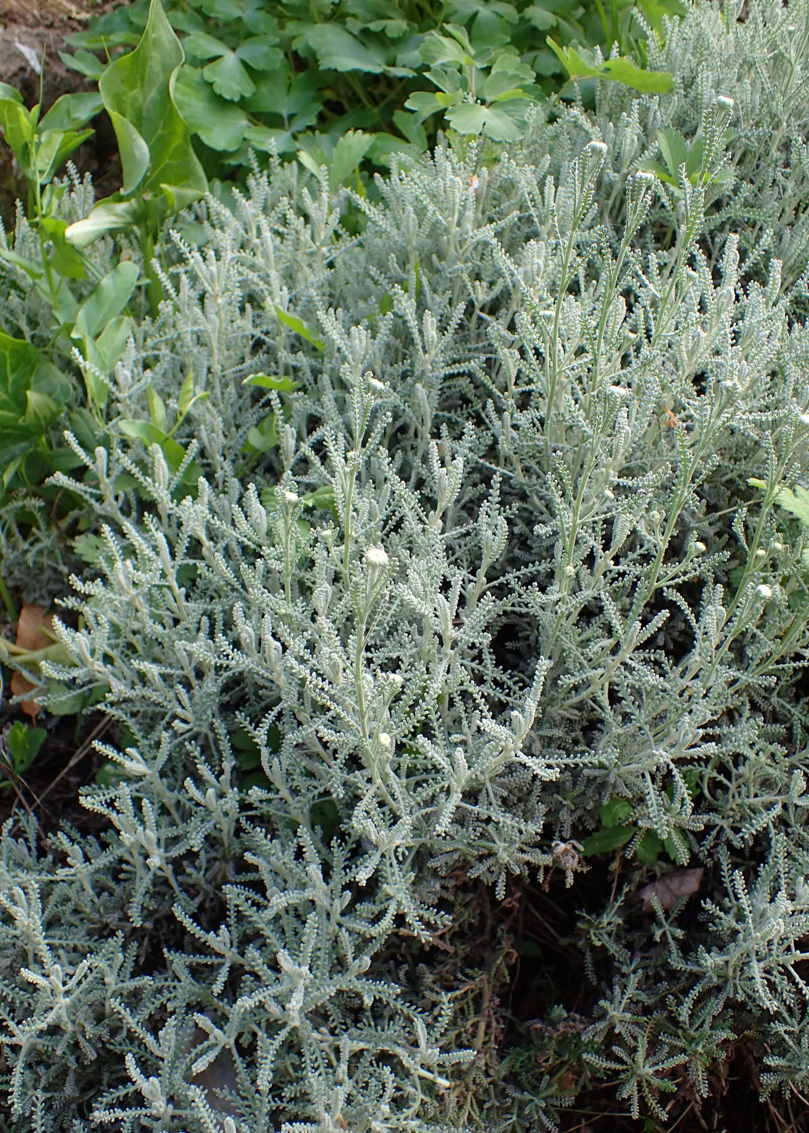 Gray Lavender Cotton (Santolina Chamaecyparissus) — and its aromatic contribution to their garden's sensory appeal; ideal for borders, rock gardens, and