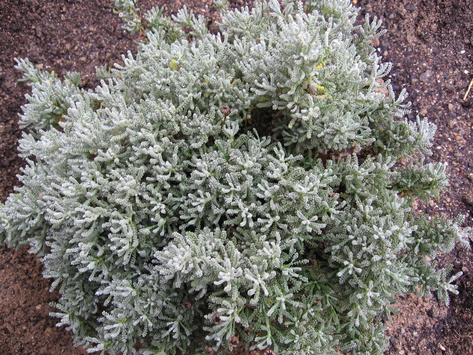 Gray Lavender Cotton (Santolina Chamaecyparissus) — Gray Lavender Cotton (Santolina chamaecyparissus) is an aromatic evergreen subshrub