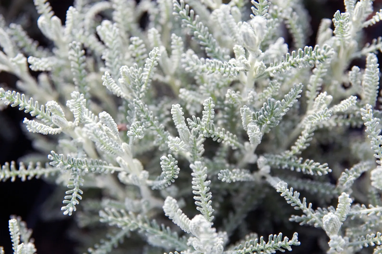 Gray Lavender Cotton (Santolina Chamaecyparissus) — stress the plant's low water needs post-establishment