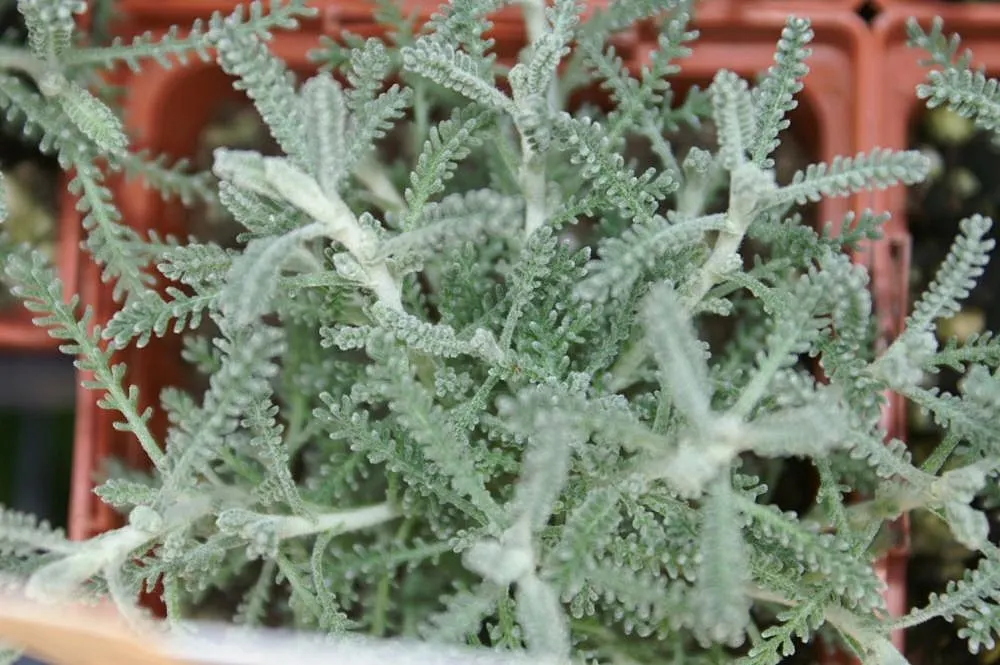 Gray Lavender Cotton (Santolina Chamaecyparissus) — mounded shape.<br><br>Gray Lavender Cotton requires minimal maintenance; gray Lavender Cotton is notably