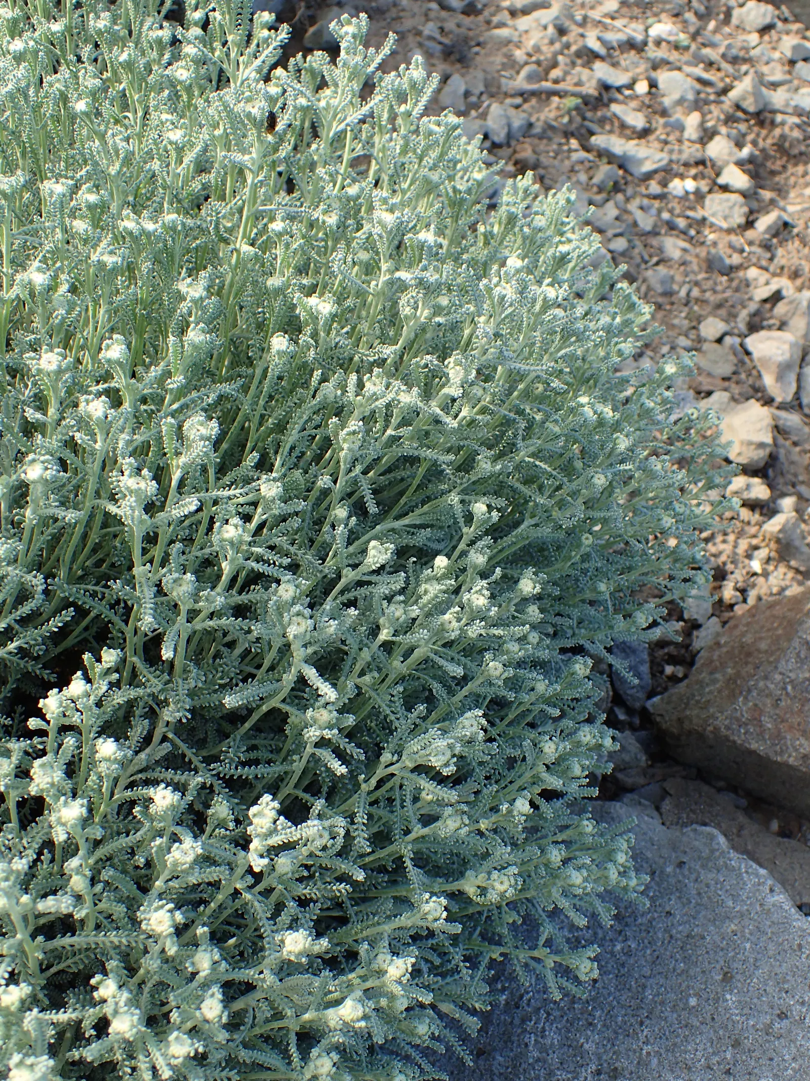 Gray Lavender Cotton (Santolina Chamaecyparissus) — its role in pollinator attraction