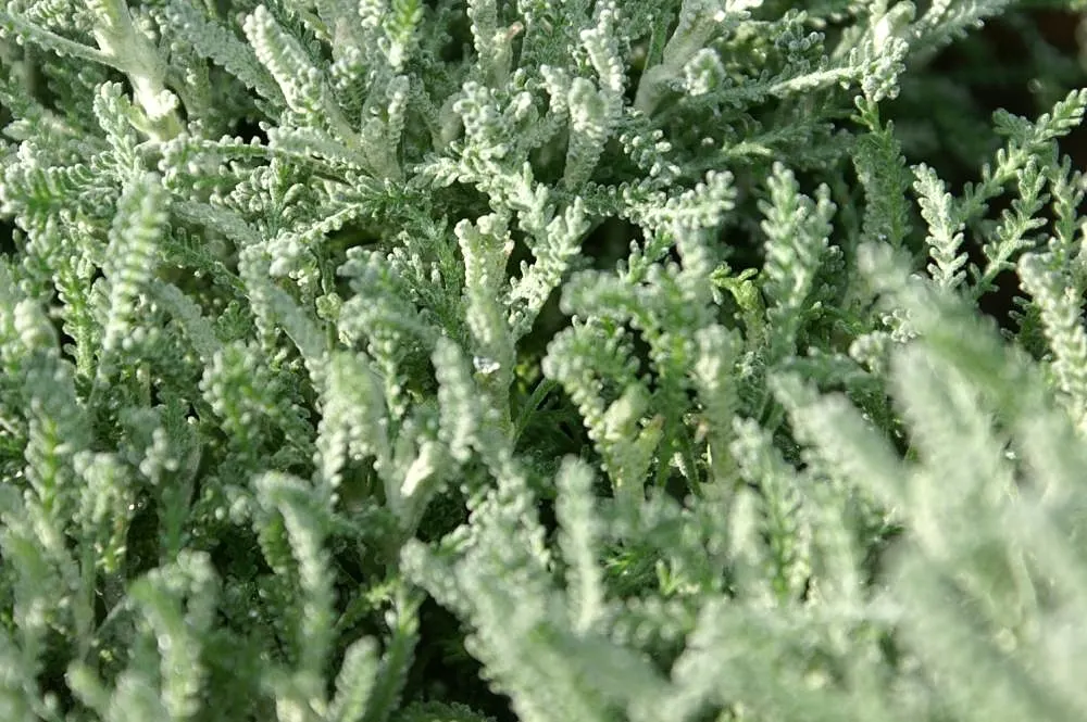 Gray Lavender Cotton (Santolina Chamaecyparissus) — asking for occasional trimming to prevent woodiness and encourage denser foliage; strategic placement in