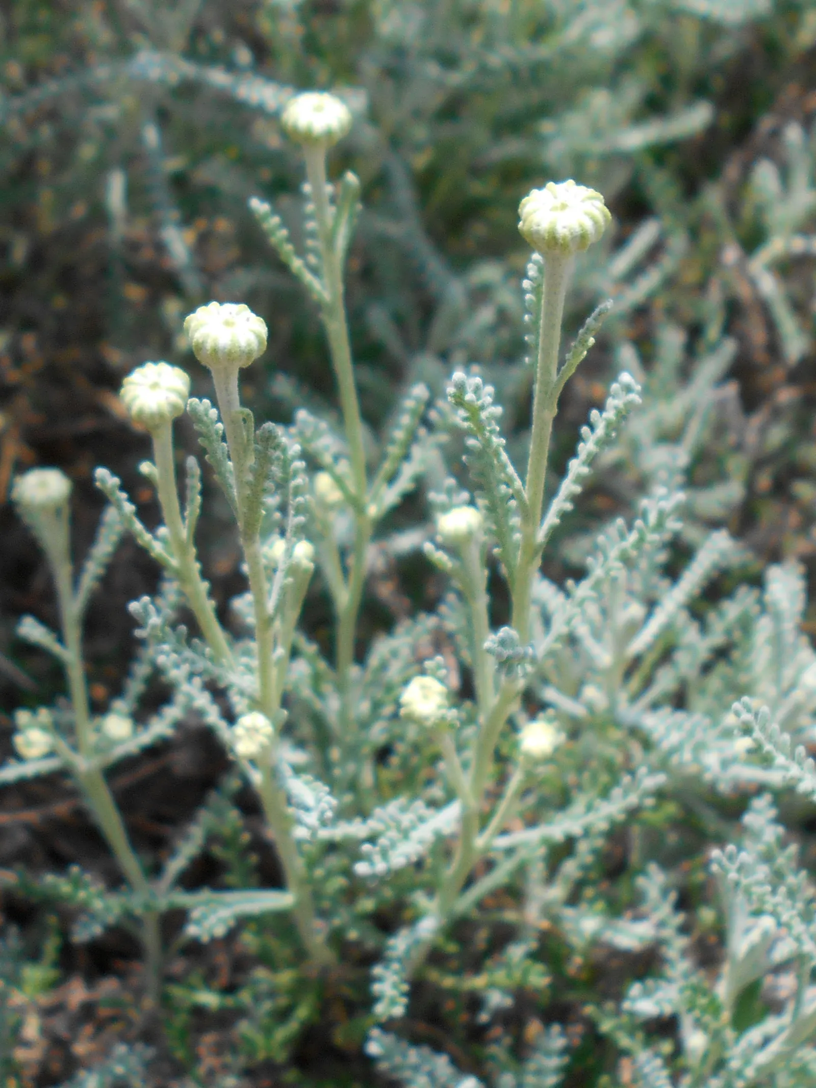Gray Lavender Cotton (Santolina Chamaecyparissus) — Gray Lavender Cotton (Santolina chamaecyparissus) is an aromatic evergreen subshrub; thrives in, image 59
