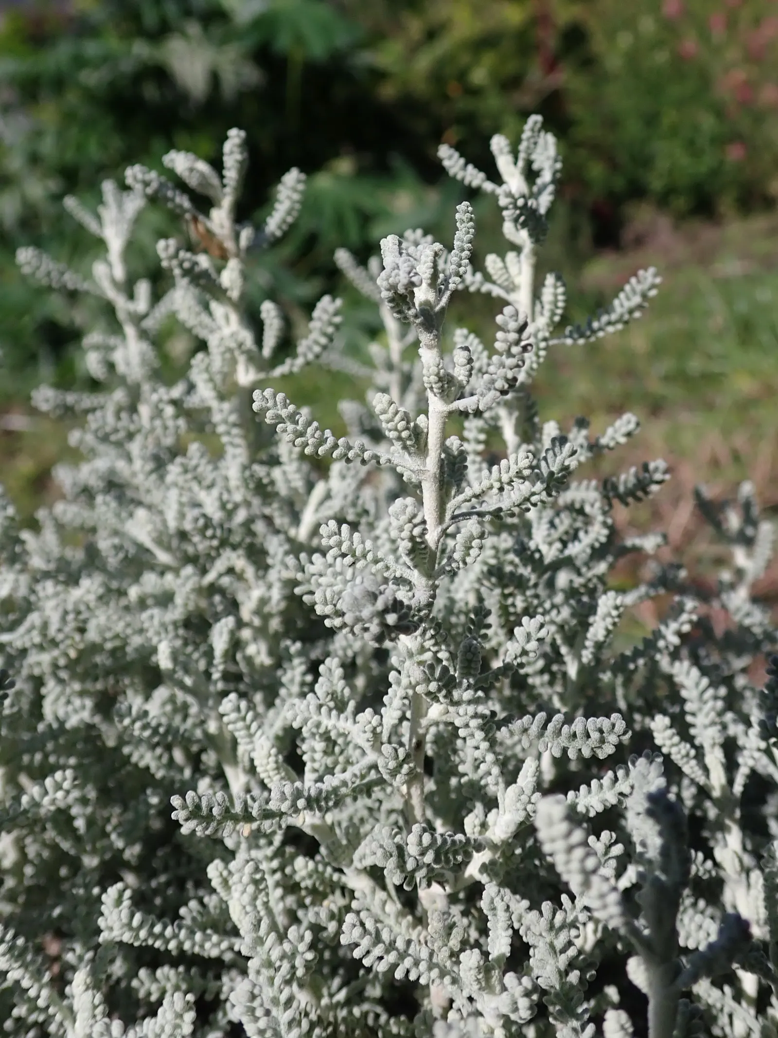 Gray Lavender Cotton (Santolina Chamaecyparissus) — Yellow button-like flowers emerge in summer, reaching up to 30 inches