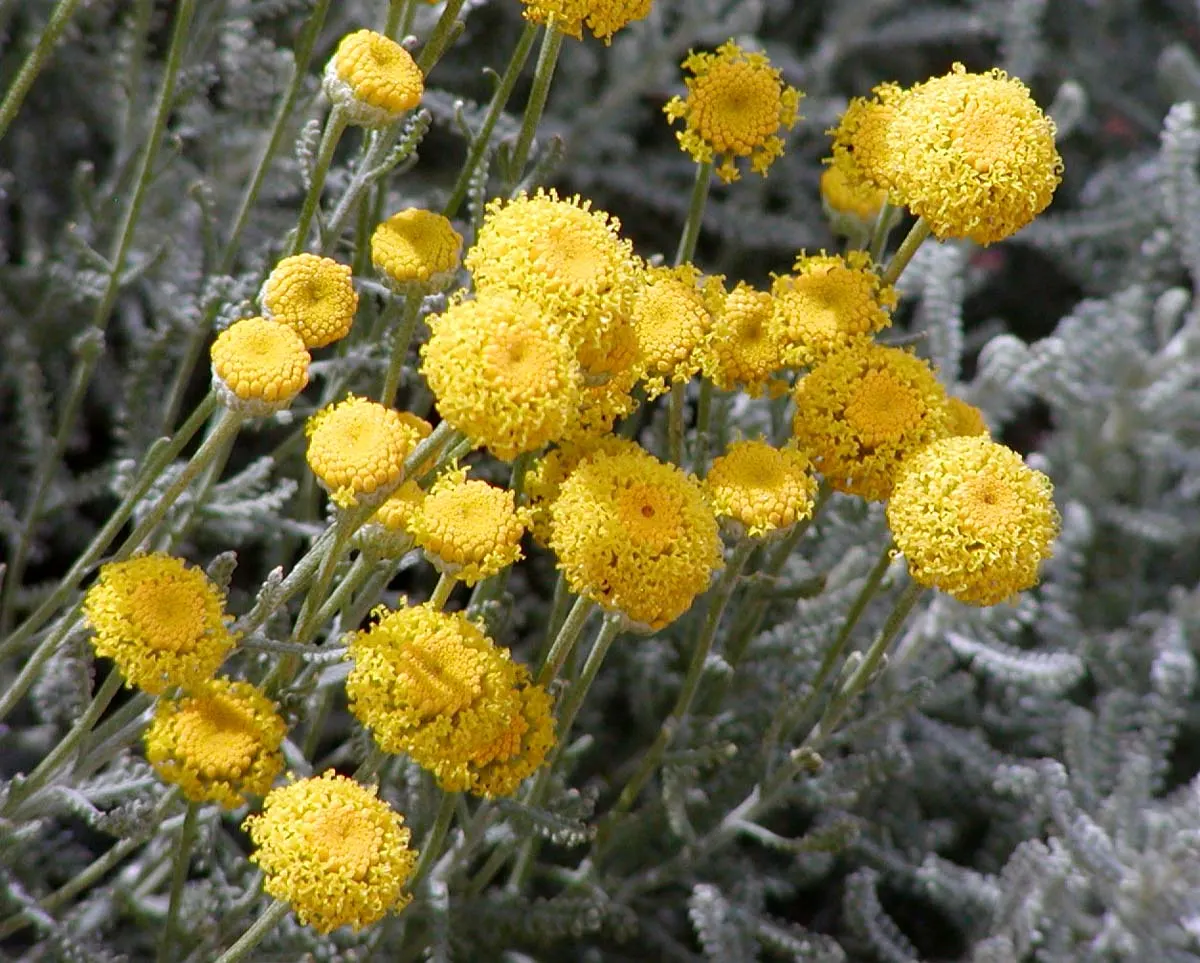 Gray Lavender Cotton (Santolina Chamaecyparissus) — or as a low hedge can create a pleasant visual and tactile experience