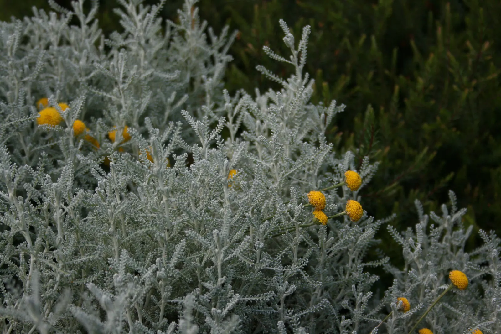 Gray Lavender Cotton (Santolina Chamaecyparissus) — ensuring optimal growth and health; gray Lavender Cotton (Santolina chamaecyparissus) is an aromatic