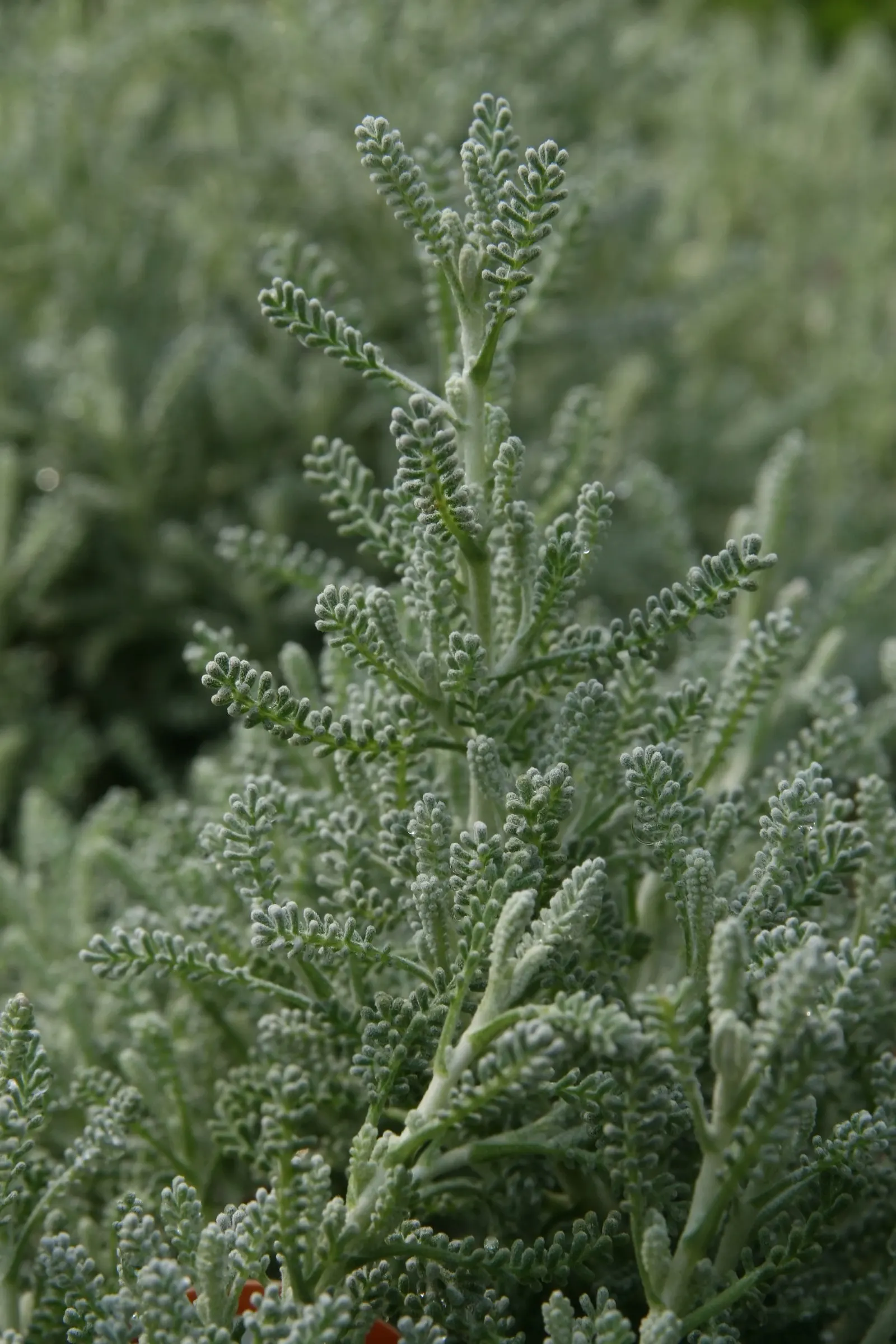 Gray Lavender Cotton (Santolina Chamaecyparissus) — Gray Lavender Cotton is notably drought-resistant