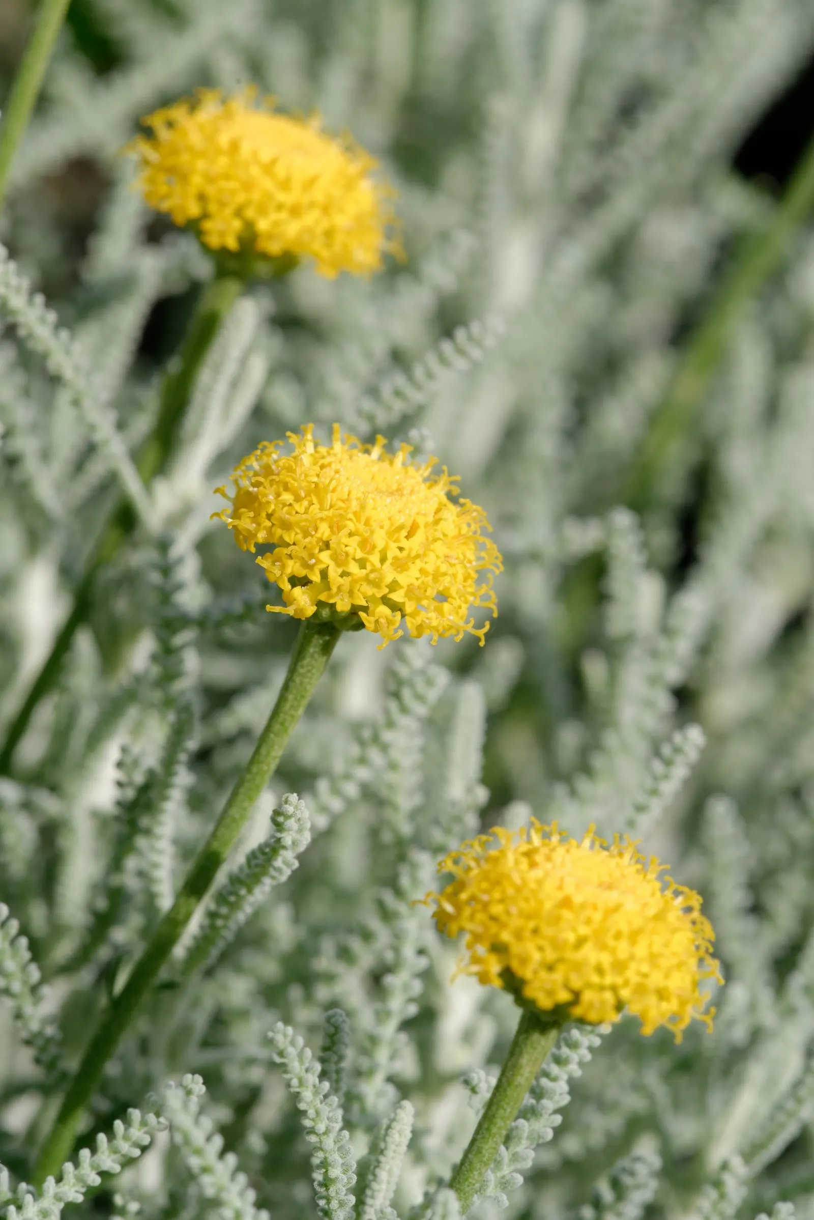 Gray Lavender Cotton (Santolina Chamaecyparissus) — Grows 18-24 inches tall and wide, with a dense, mounded habit; it thrives in USDA hardiness zones 6 through