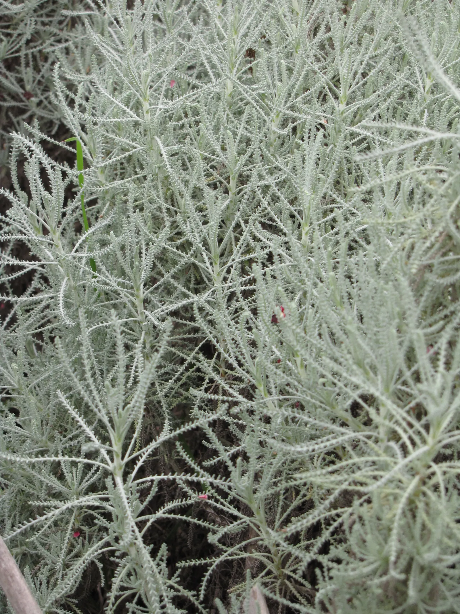 Gray Lavender Cotton (Santolina Chamaecyparissus) — it thrives in USDA hardiness zones 6 through 9