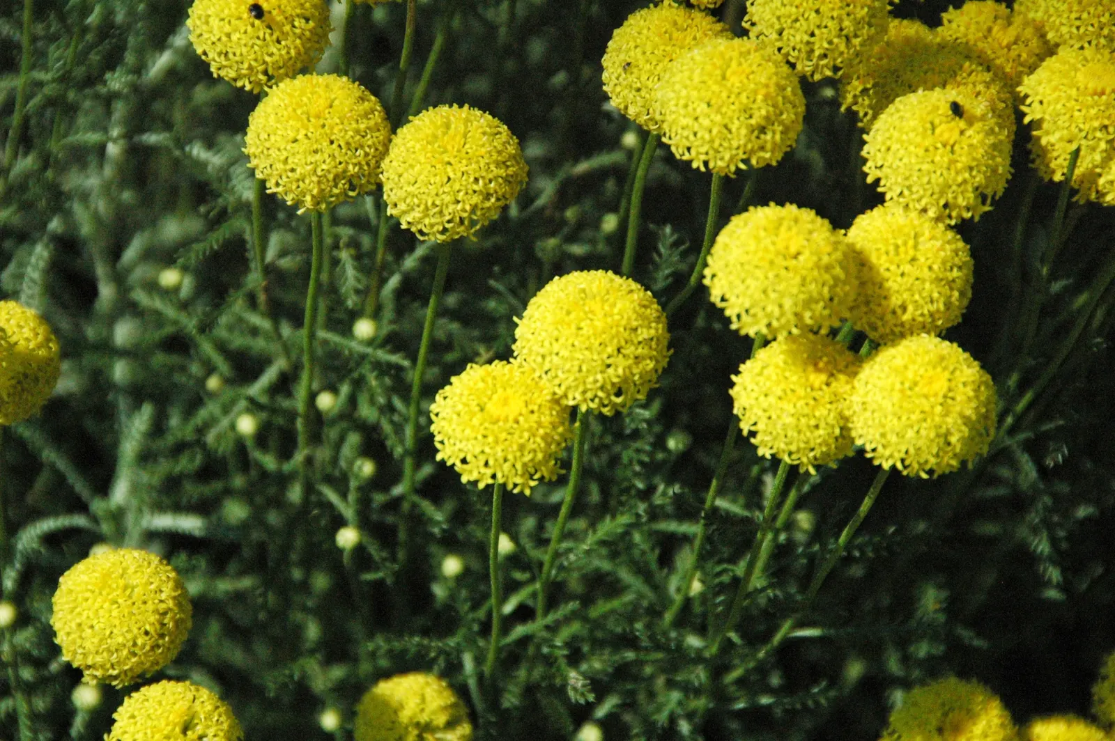 Gray Lavender Cotton (Santolina Chamaecyparissus) — this perennial plant demands a sunny position with well-draining soil; when informing the client