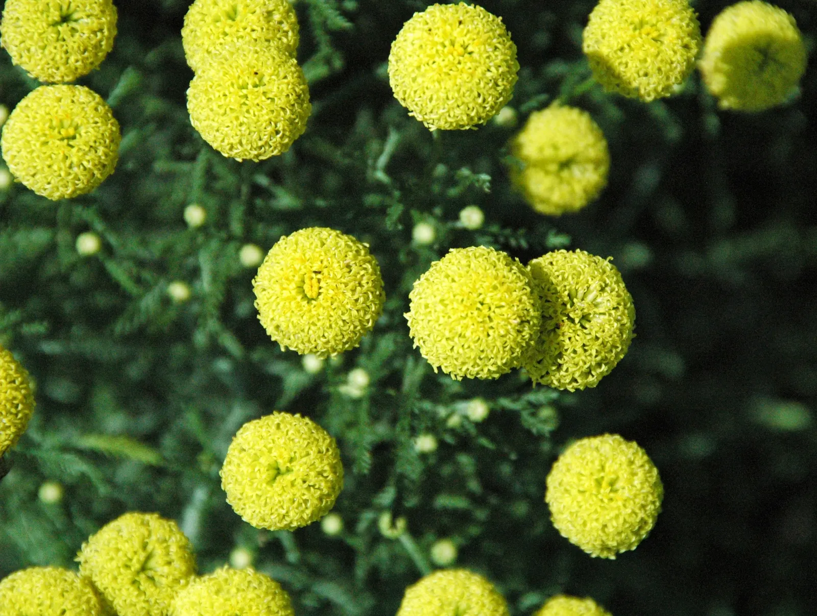 Gray Lavender Cotton (Santolina Chamaecyparissus) — Grows 18-24 inches tall and wide, with a dense, mounded habit