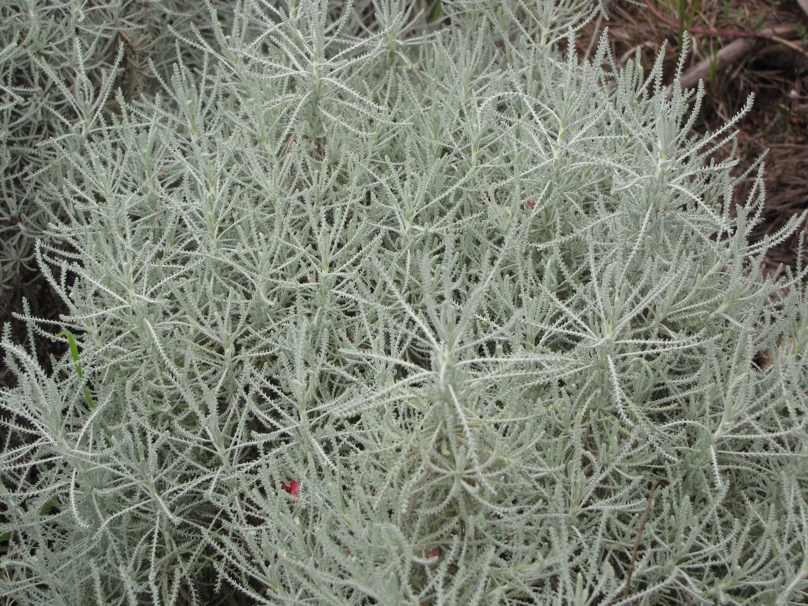 Gray Lavender Cotton (Santolina Chamaecyparissus) — button-like yellow flowers on erect stems that rise just above the foliage